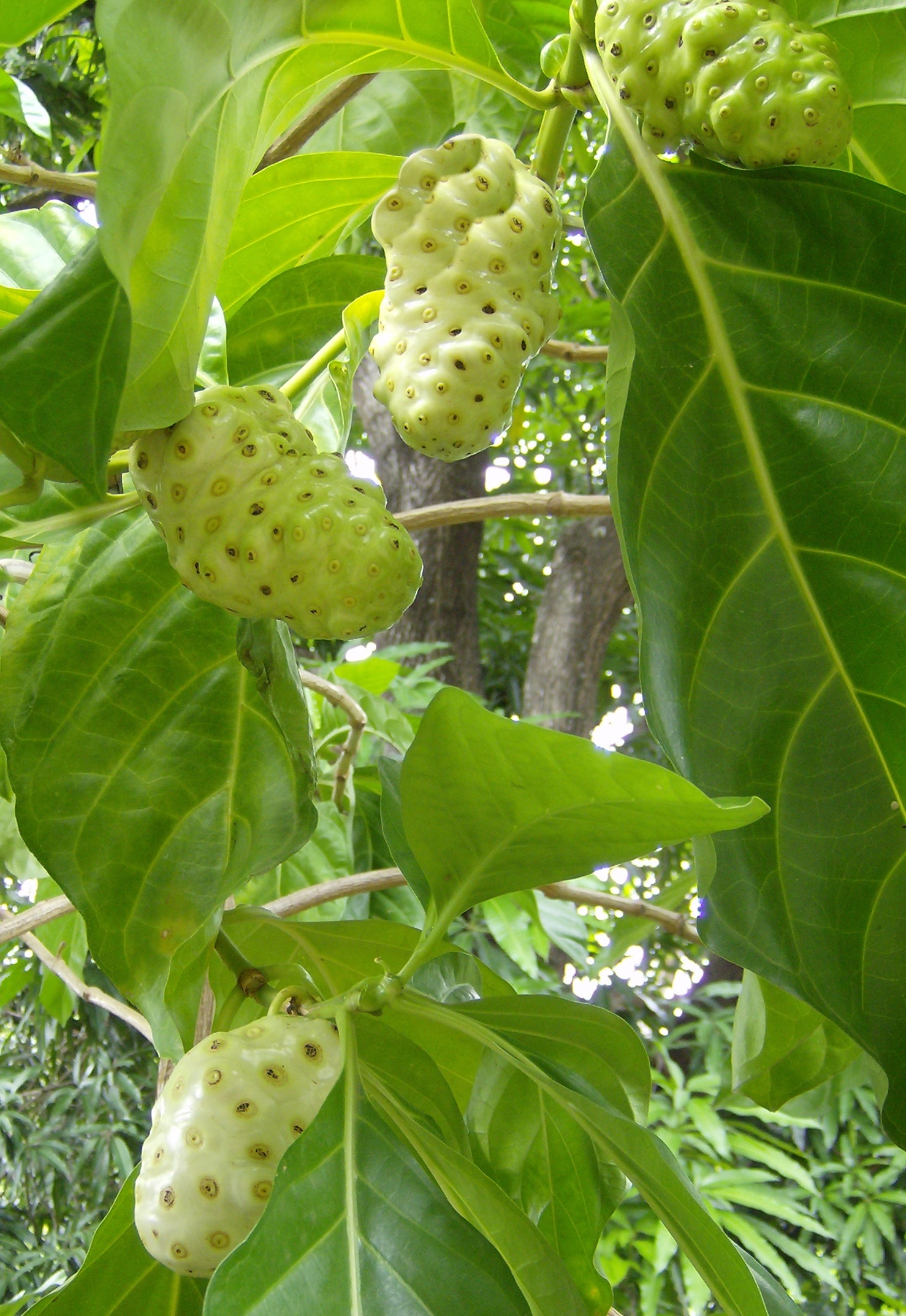 Noni (Morinda citrifolia) Seeds