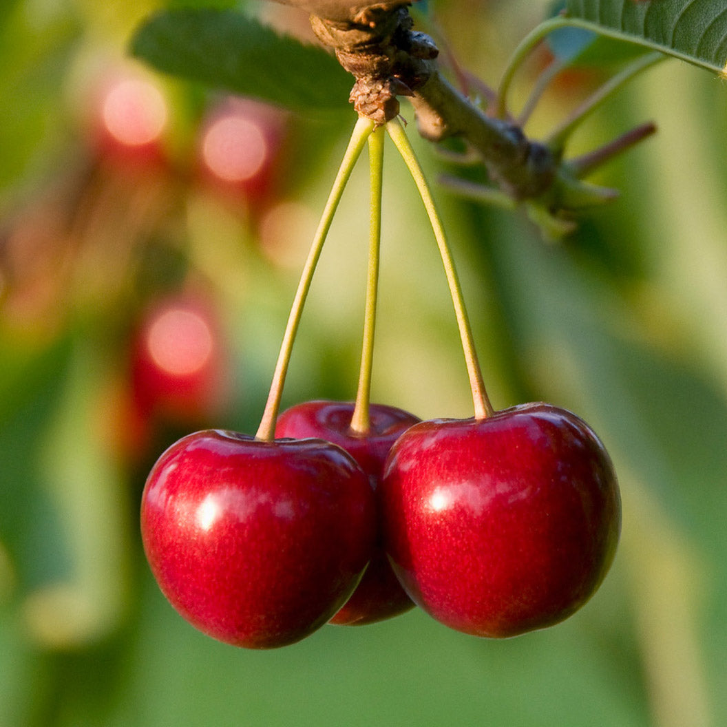 Cherry (Prunus avium