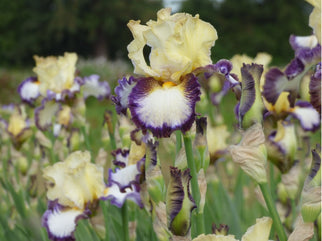 North Star State Tall Bearded Iris