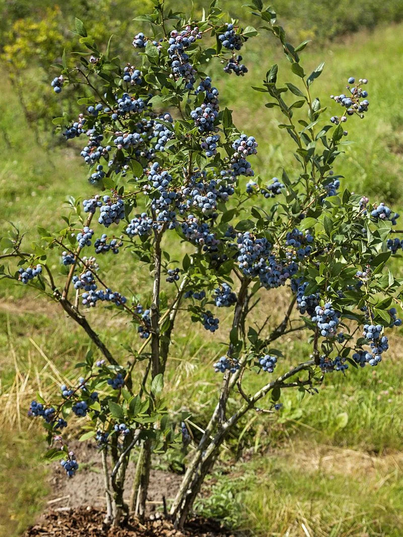 Blueberry Chandler