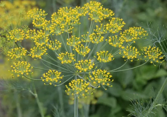 Not Tolerant Cold Likes Warm Climate Dill Flower heirloom non-gmo organic garden seeds