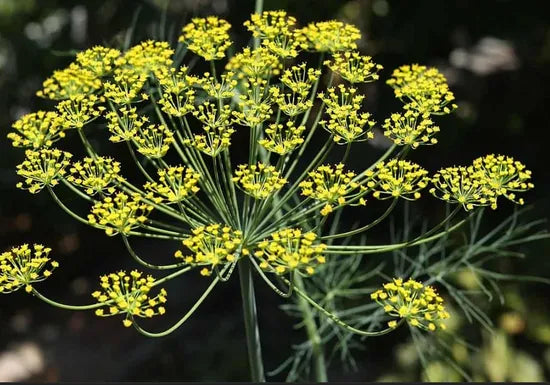 Not Tolerant Cold Likes Warm Climate Dill Flower – Heirloom, Non-GMO, High Germination Organic Garden Seeds