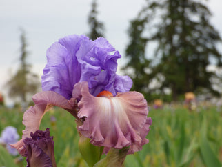 Noticeable Tall Bearded Iris