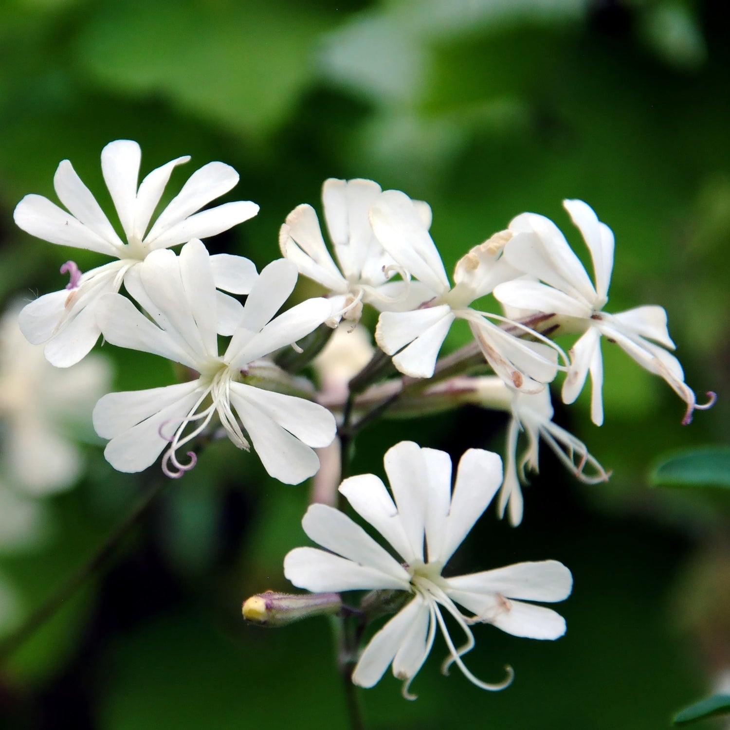 Catchfly Silene Pendula Snowdrop Flower Seeds for Planting