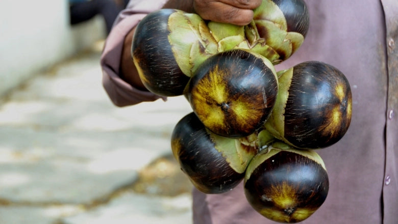 Nungu (Tamarindus indica) Seeds