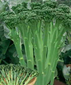 Nutrient Rich Mid Early Maturity Broccolini For Sowing heirloom non-gmo organic garden seeds