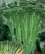Nutrient Rich Mid Early Maturity Broccolini For Sowing heirloom non-gmo organic garden seeds
