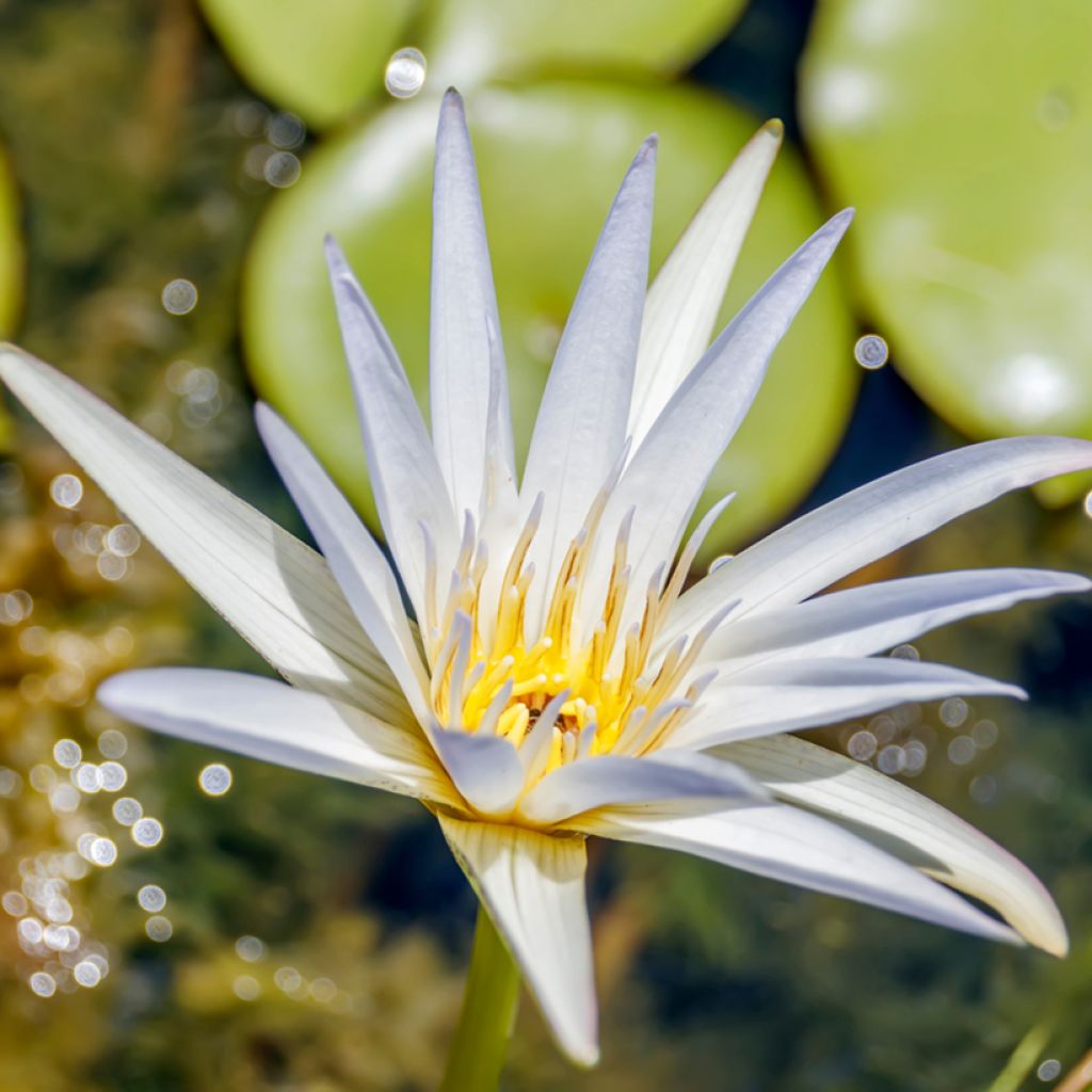 Nymphaea Dauben (Tropical Water Lily)