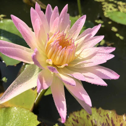 Nymphaea Day Glow