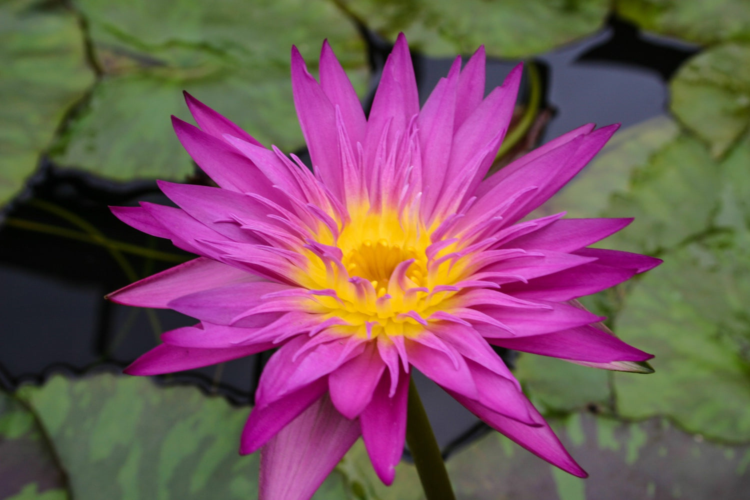 Waterlily Miami Rose (Tropical Water Lily)