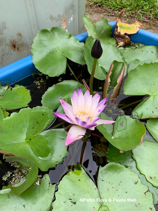 Nymphaea Purple Joy (Tropical Water Lily)