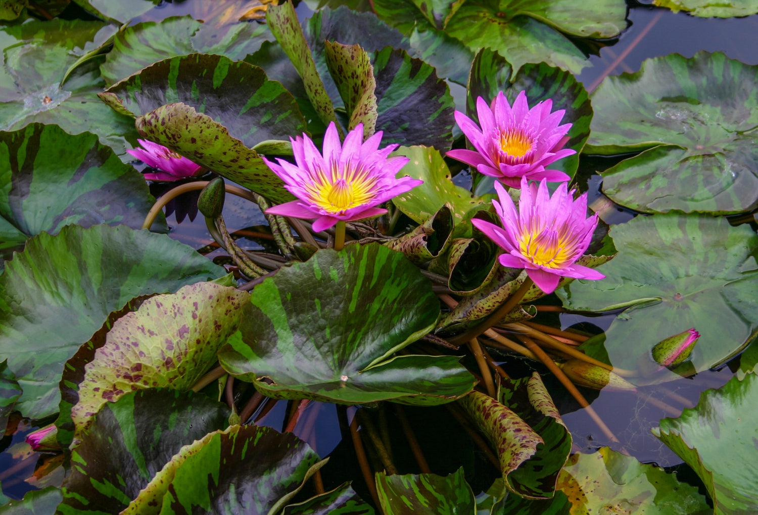 Nymphaea Queen Of Siam