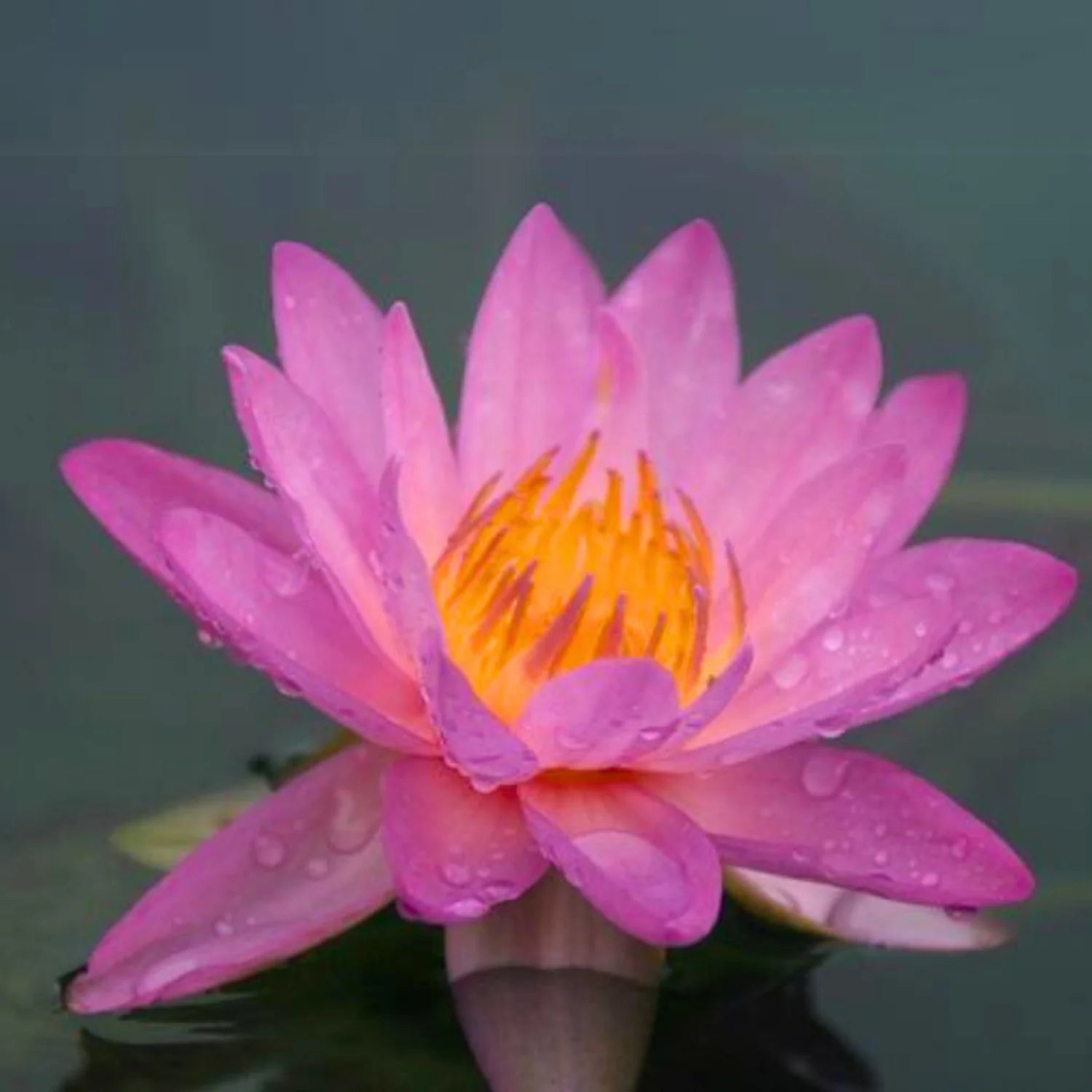 Nymphaea Siam Purple 2