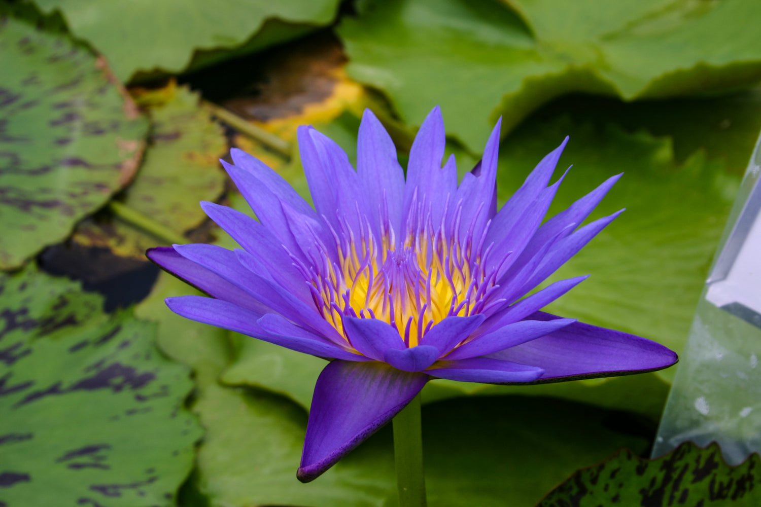 Nymphaea Blue Spider