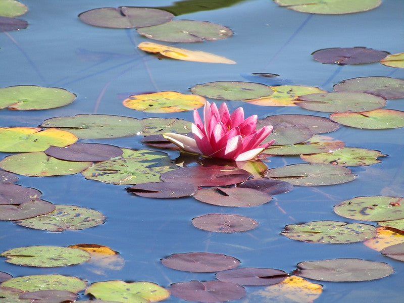 Nymphaea Conqueror