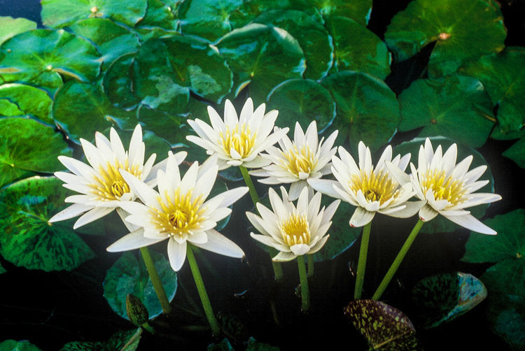 Nymphaea Crystal (Tropical Water Lily)