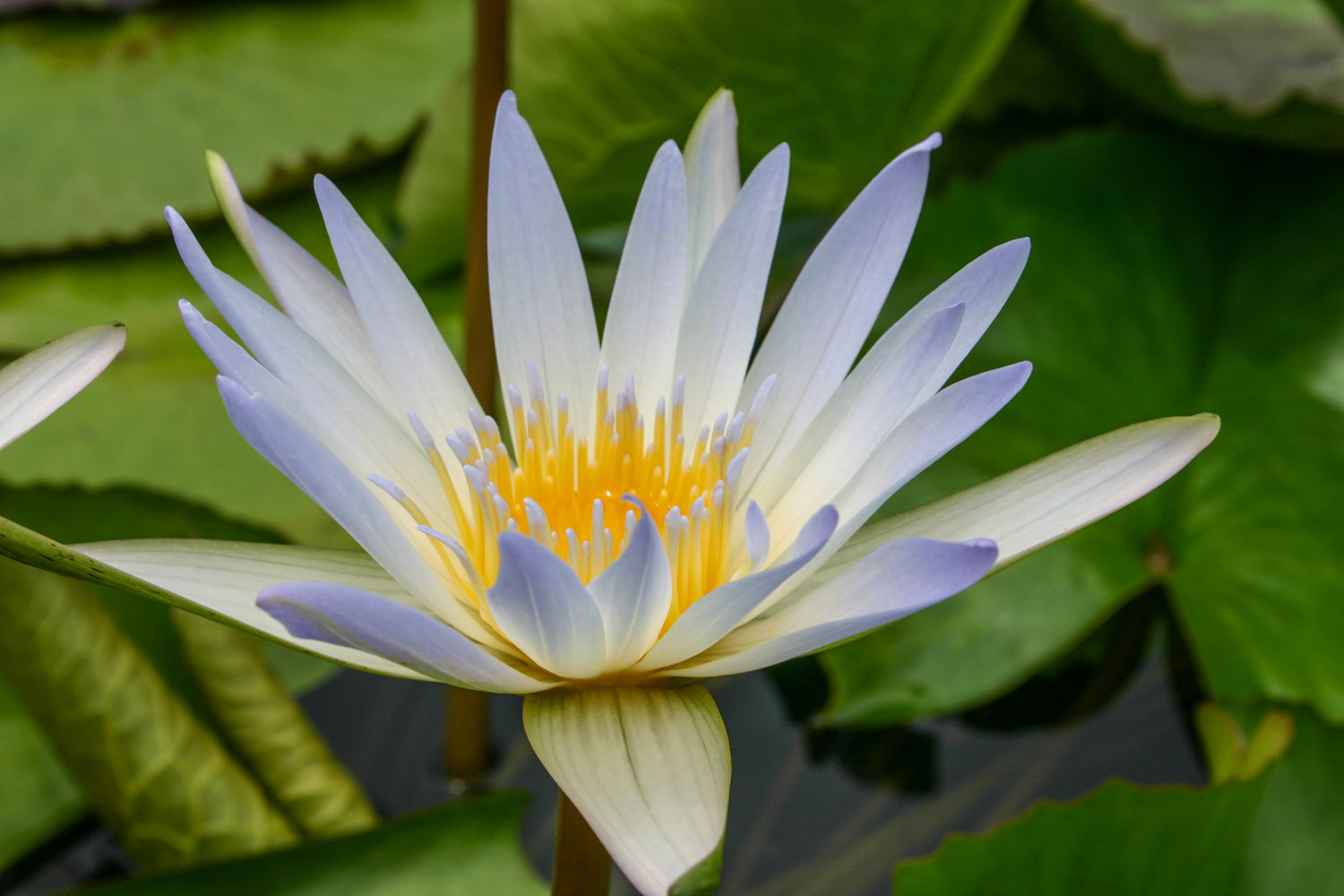 Nymphaea Dauben (Tropical Water Lily)