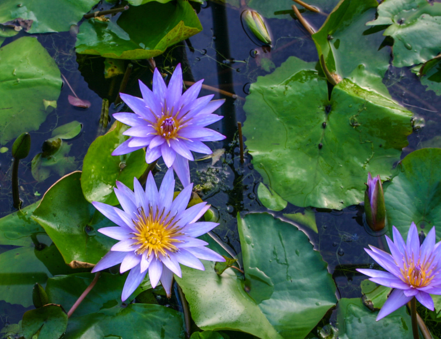 Nymphaea Islamorada