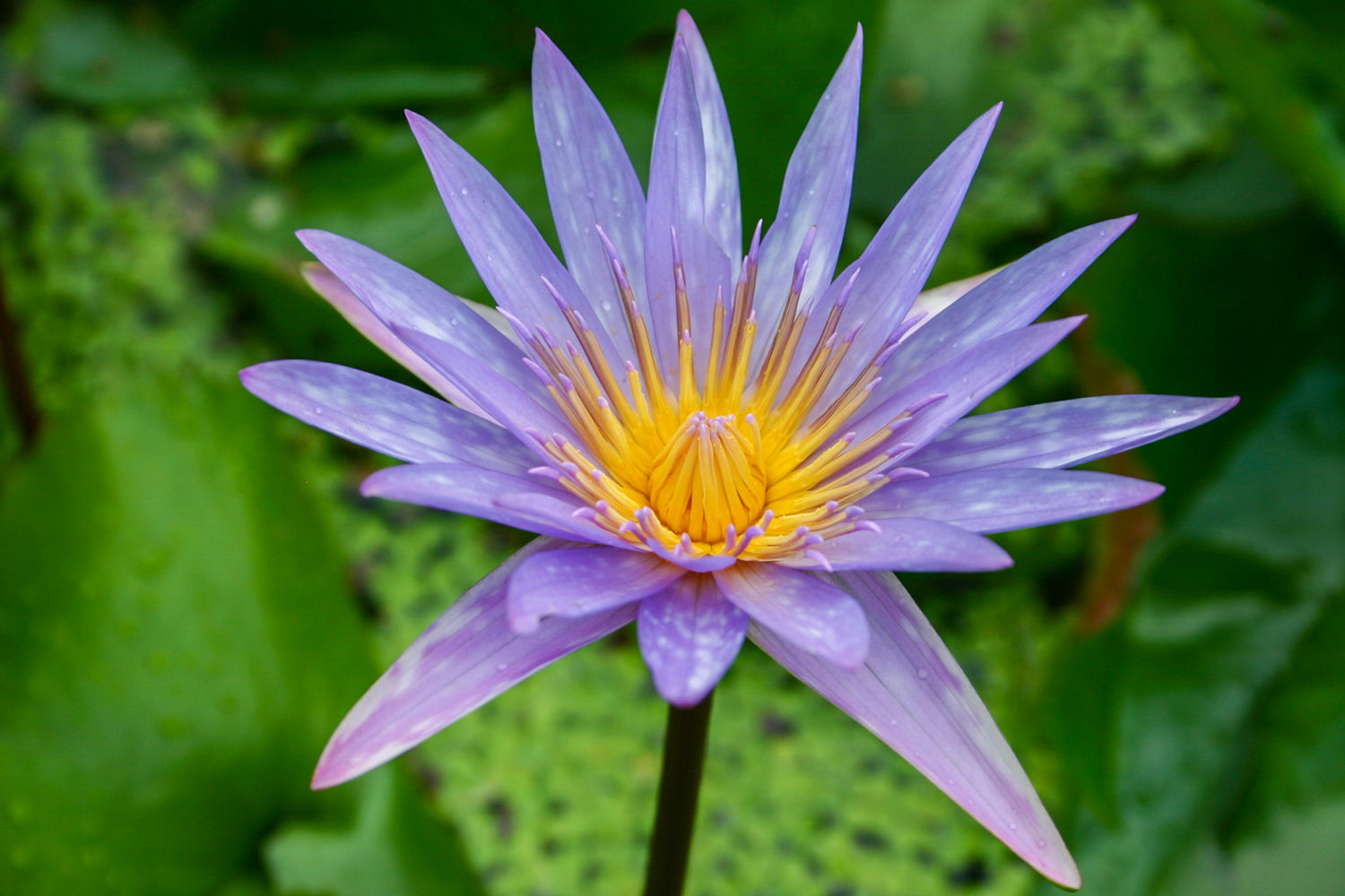 Nymphaea Islamorada