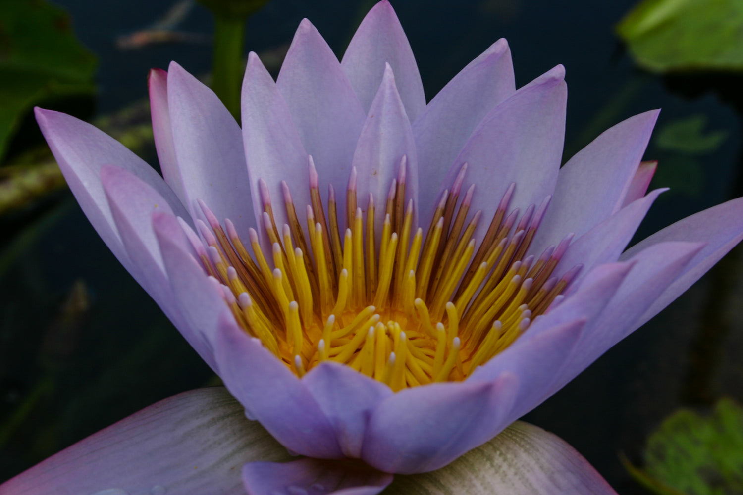 Nymphaea Key Largo (Tropical Water Lily)