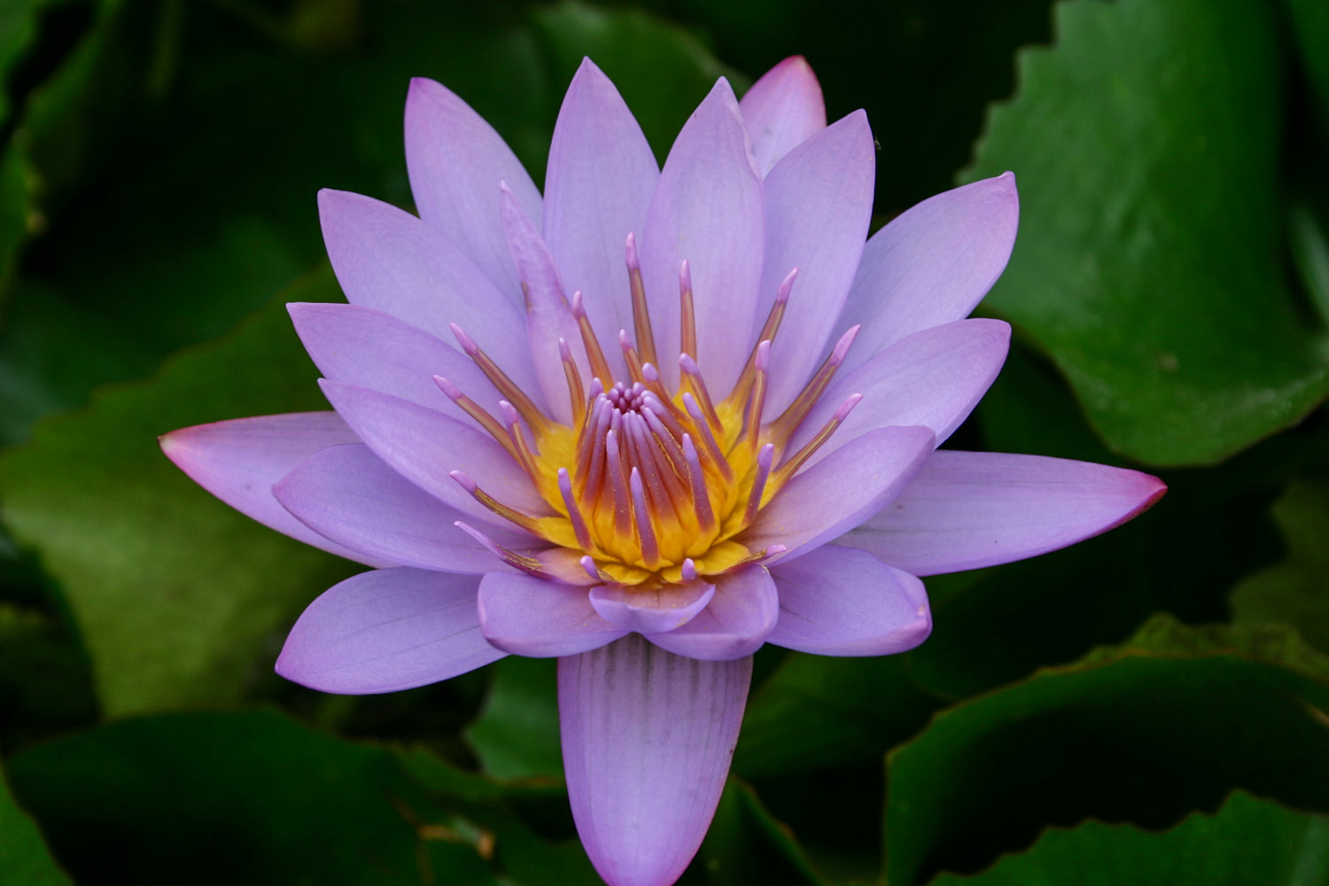 Nymphaea Key Largo (Tropical Water Lily)