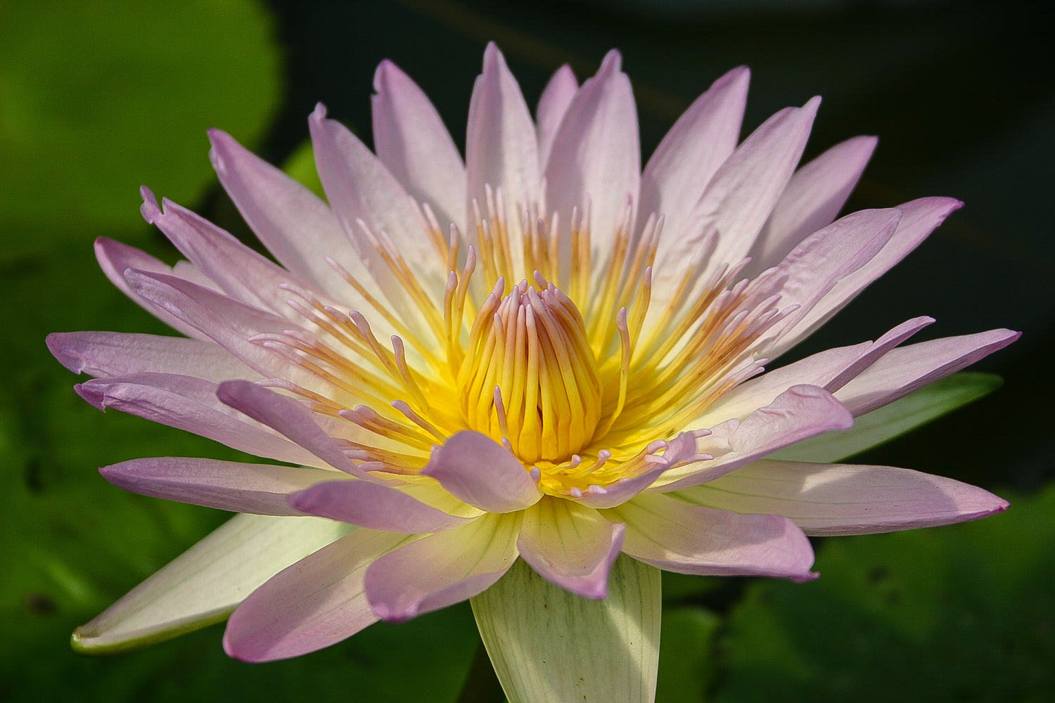 Nymphaea Peach Blow