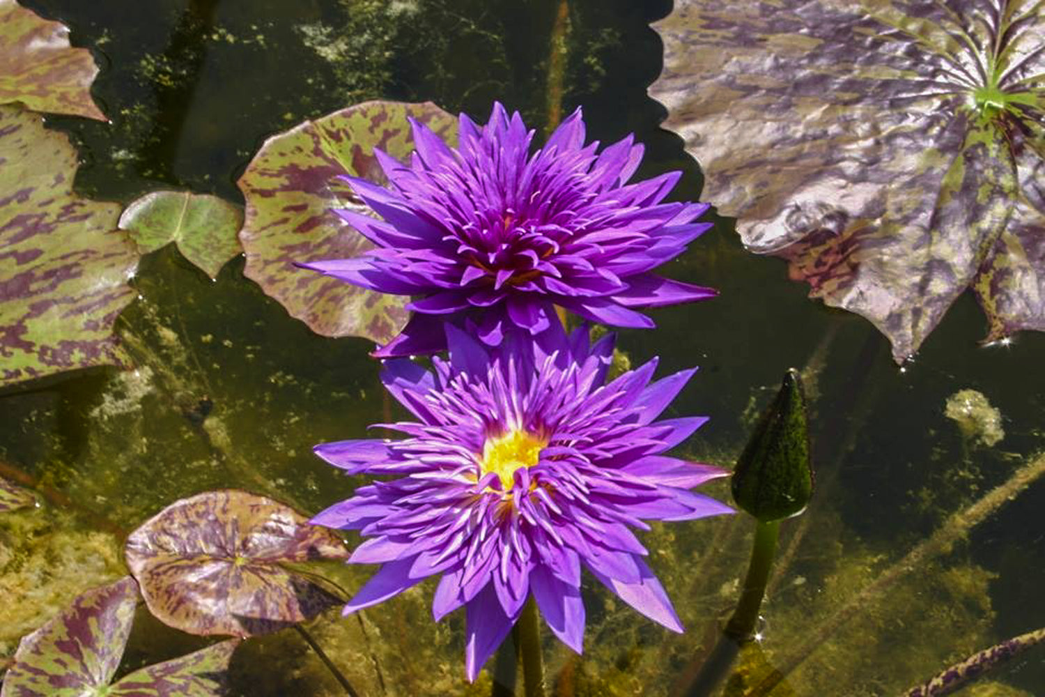 Nymphaea Plum Crazy