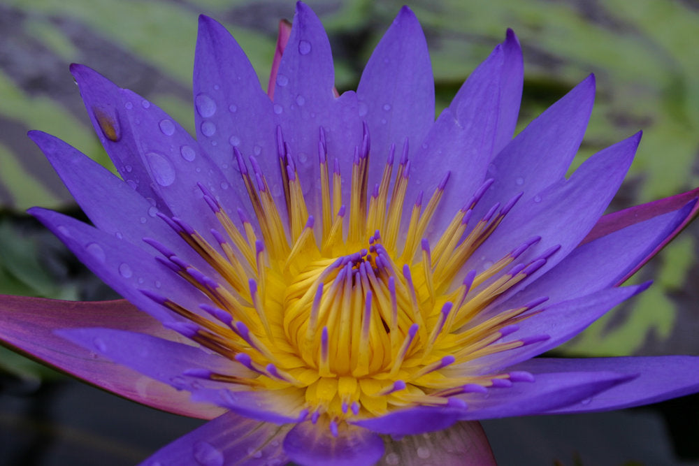 Nymphaea Tina (Tropical Water Lily)