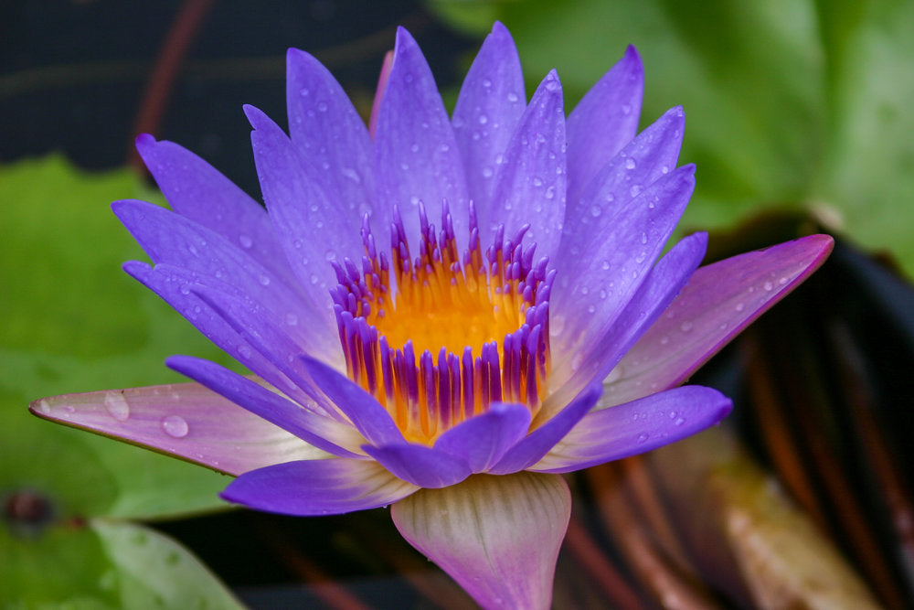 Nymphaea Tina (Tropical Water Lily)