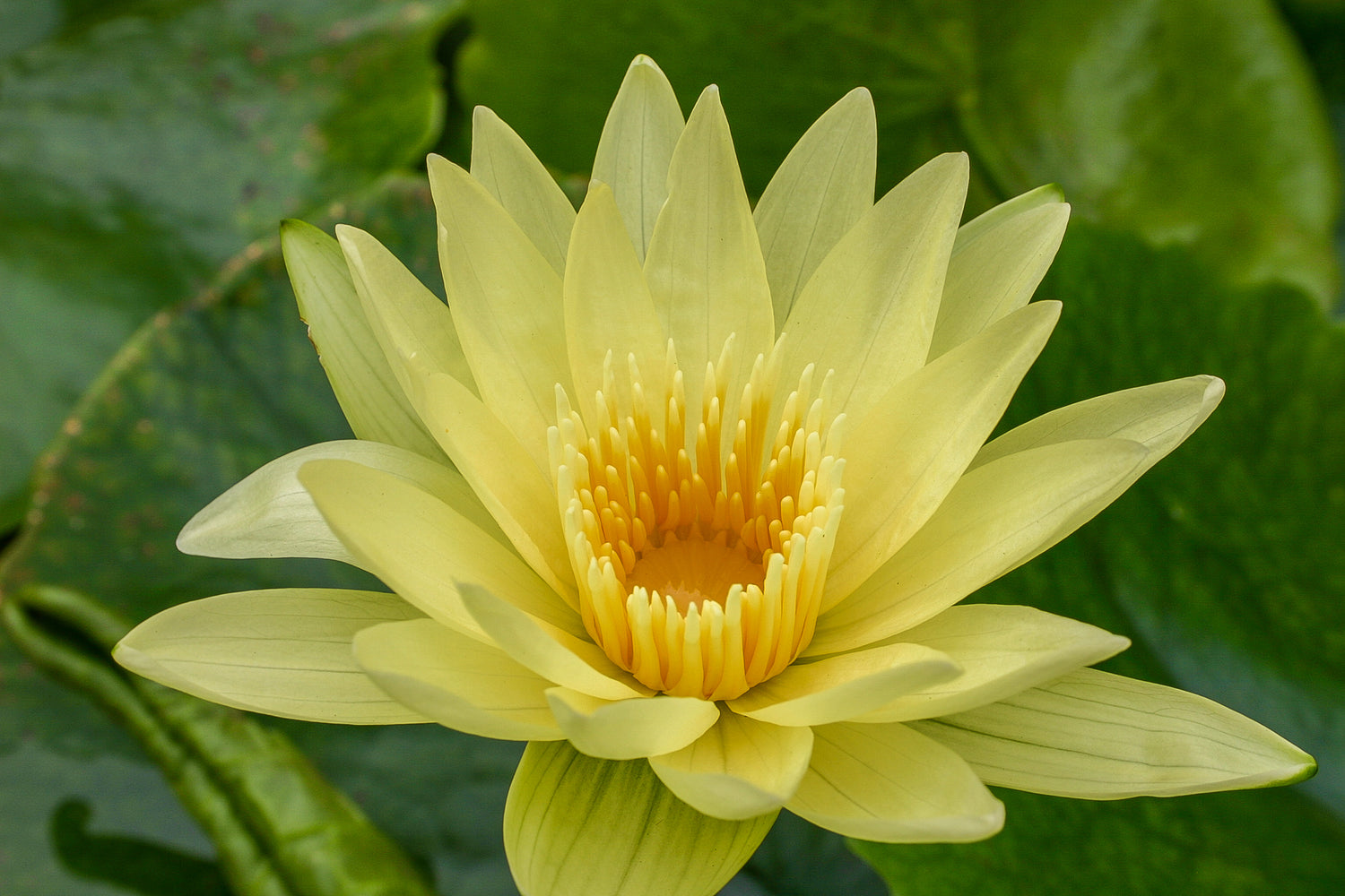 Nymphaea Trail Blazer (Tropical Water Lily)