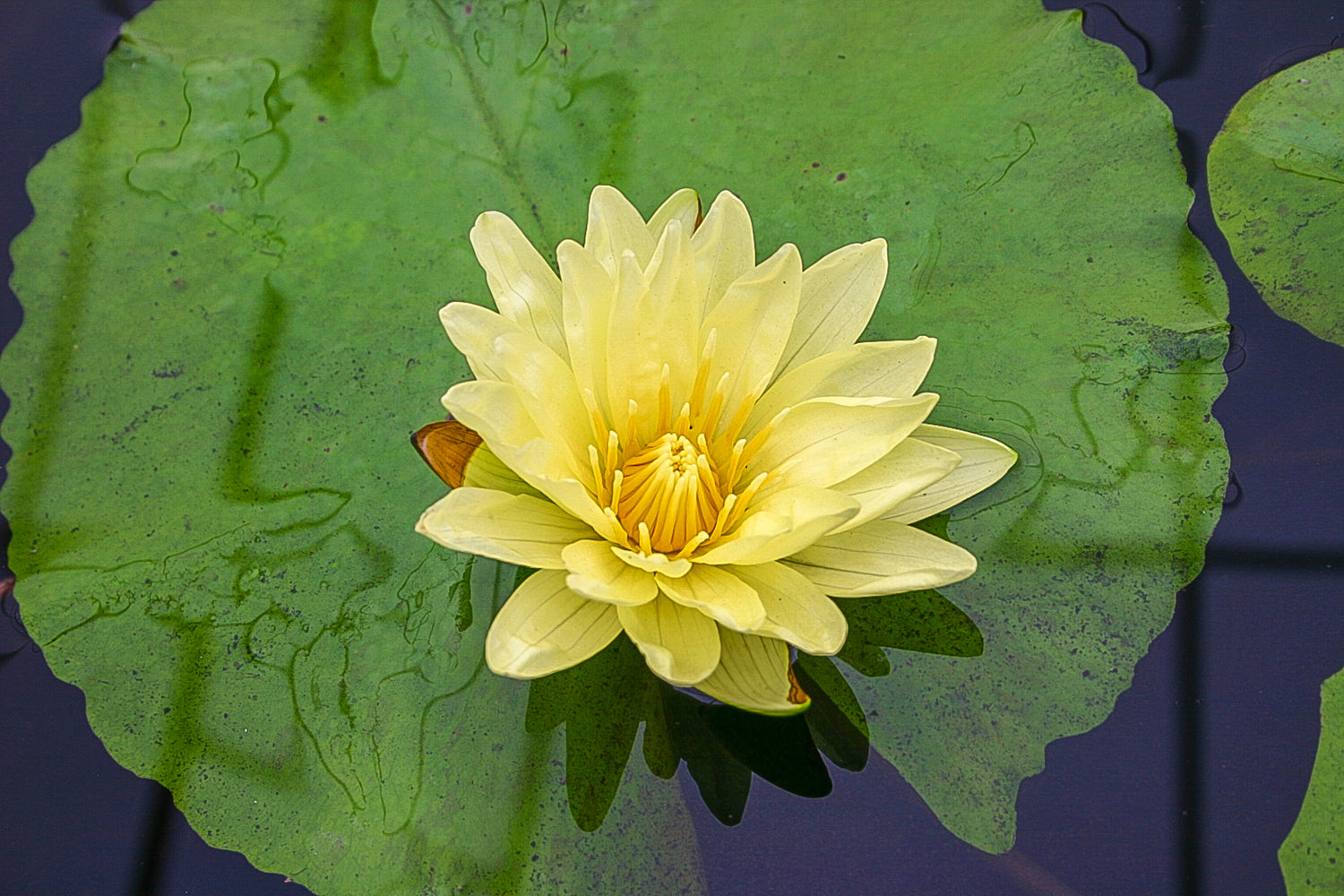 Nymphaea Trail Blazer (Tropical Water Lily)