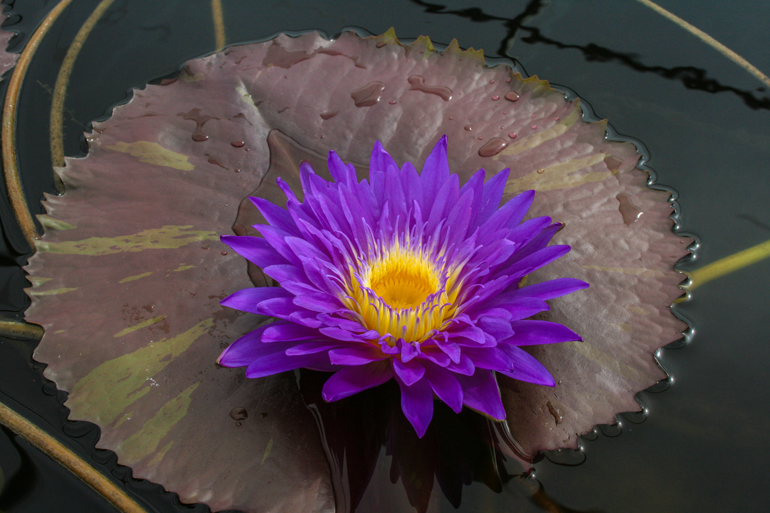 Nymphaea Ultra Violet