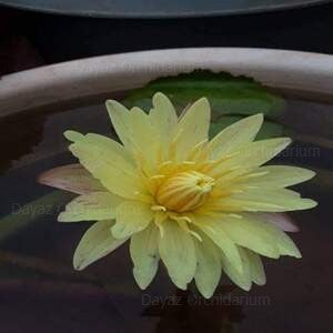 Nymphaea Yellow Suwana