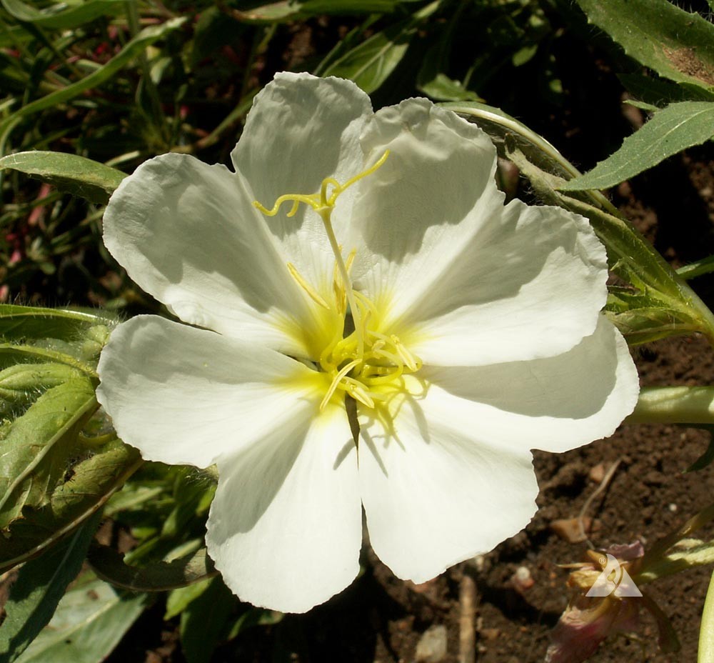 Pale Evening Primrose Seeds