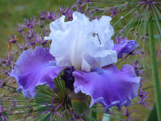 Off The Shoulder Tall Bearded Iris