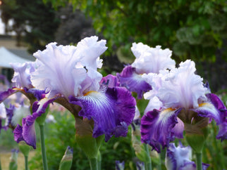 Off Topic Tall Bearded Iris