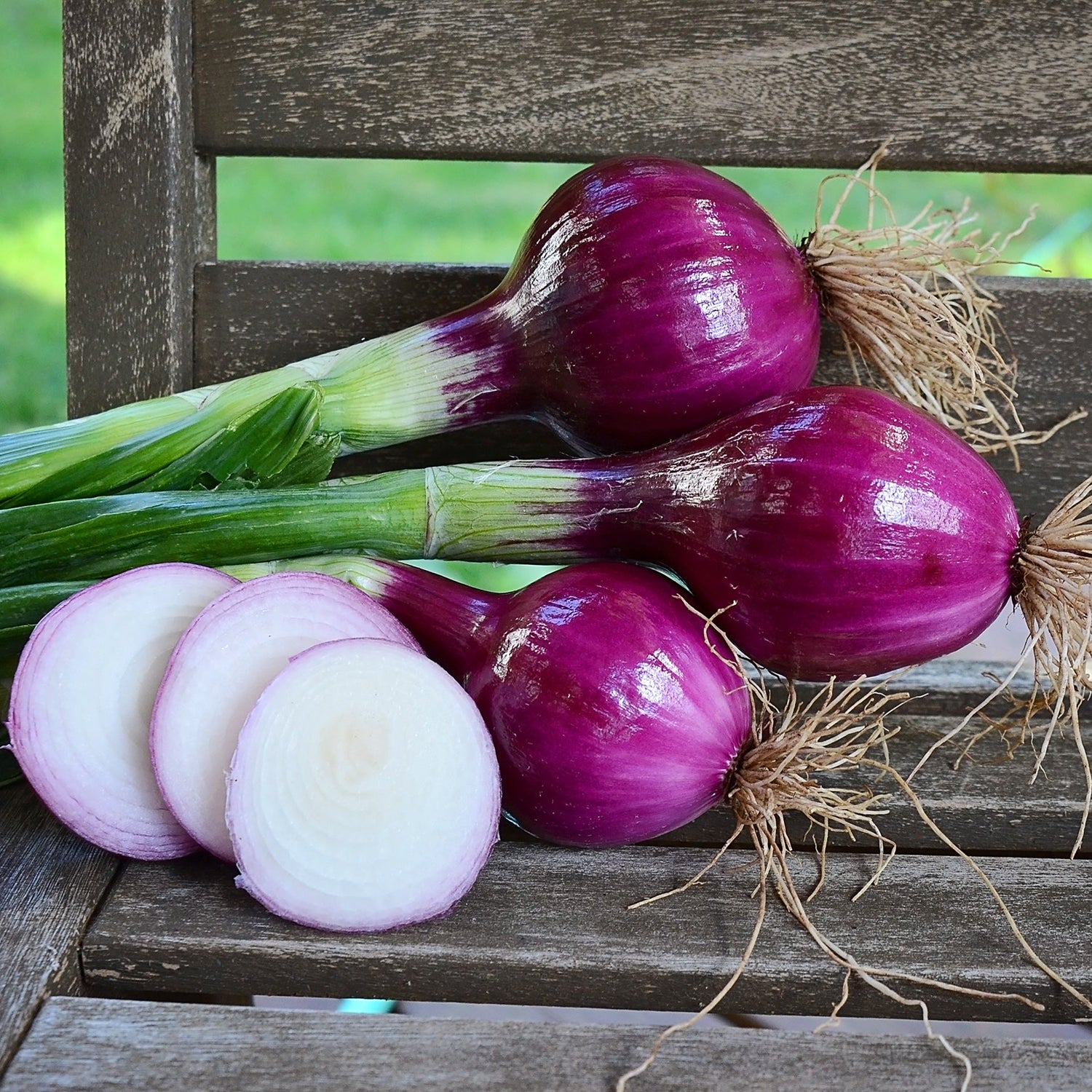 Onion Red Bull Allium cepa vegetable seeds for planting in backyard garden or kitchen garden