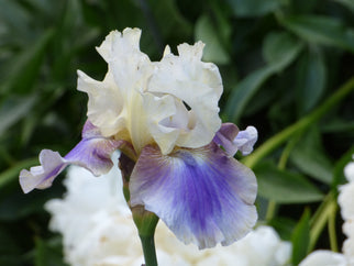 On Deck Tall Bearded Iris