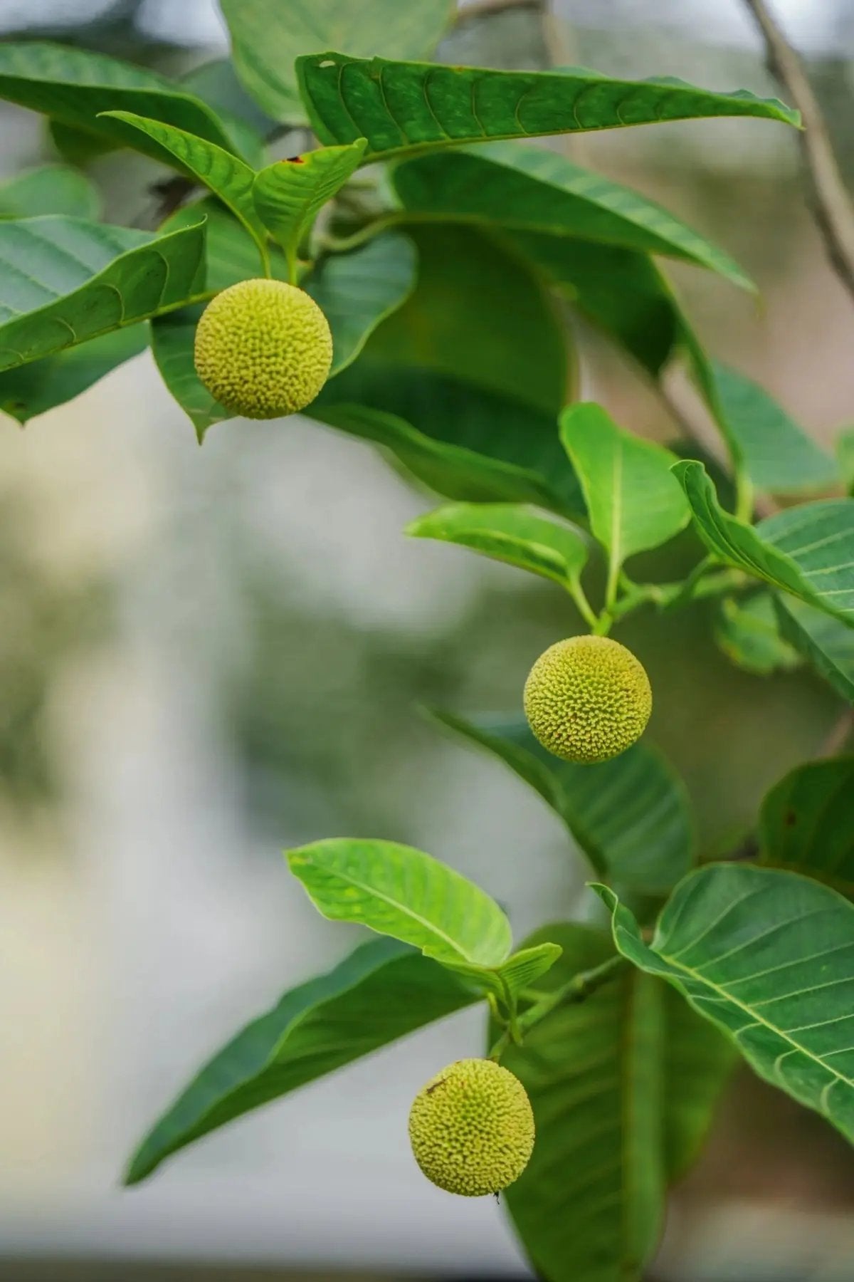Green Anthocephalus Kadamba Plant Seeds for Planting - NON GMO Seeds for planting in home garden