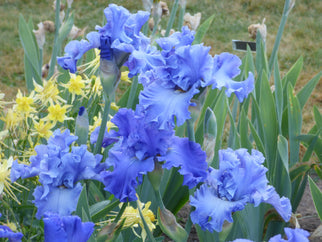 Opal Creek Tall Bearded Iris