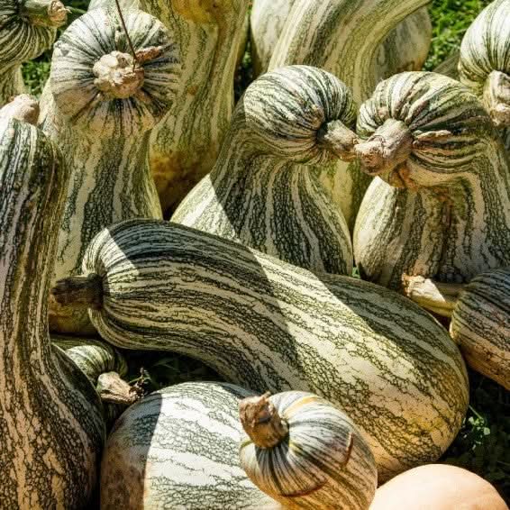 Cushaw Pumpkin Vegetable Seeds for Planting – Heirloom, Non-GMO Pumpkin Seeds for Your Garden