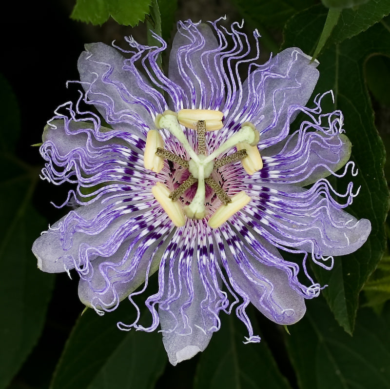 organic-purple-passionflower-flower-seeds

