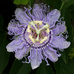 organic-purple-passionflower-flower-seeds

