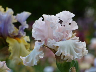 Otherside of Heaven Tall Bearded Iris Seeds