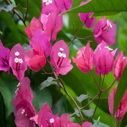 Buganvilla Flower Seeds for Planting - NON GMO Seeds Dhara Seeds
