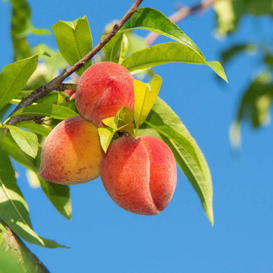 O'Henry Peach (Prunus persica) Seeds