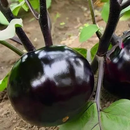 Oblate Shape High Quality Hybrid Eggplant For Sowing heirloom non-gmo organic garden seeds