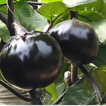 Oblate Shape High Quality Hybrid Eggplant For Sowing – Heirloom, Non-GMO, High Germination Organic Garden Seeds
