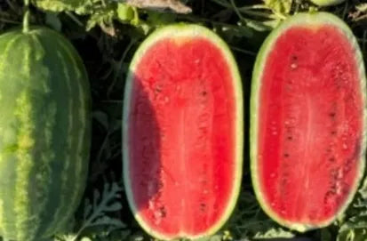 Oblong Shape Crimson Sweet Watermelon Semillas De Sandia For Sowing – Heirloom, Non-GMO, High Germination Organic Garden Seeds