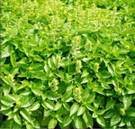 Ocimum Basilicum High Quality Variety Garden Landscaping heirloom non-gmo organic garden seeds